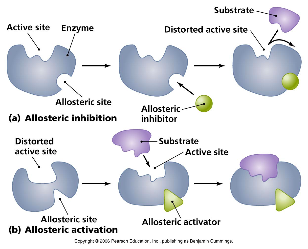 allosteric activation changes the active site when the inhibitor binds to an allosteric site, allowing substrate to bind to the enzyme