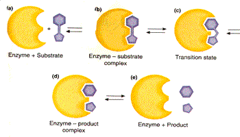 the transition state is where bonds are broken on the substrate