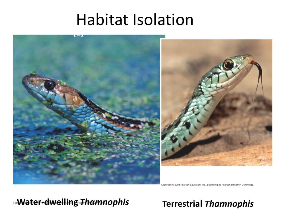 Two species of garter snakes in the genus Thamnophis live in the same area. Because one lives in water and the other is terrestrial, they don’t encounter each other