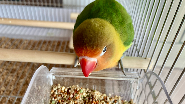 シードとペレット混合餌を食べるカイワレを食べるルリコシボタンインコ