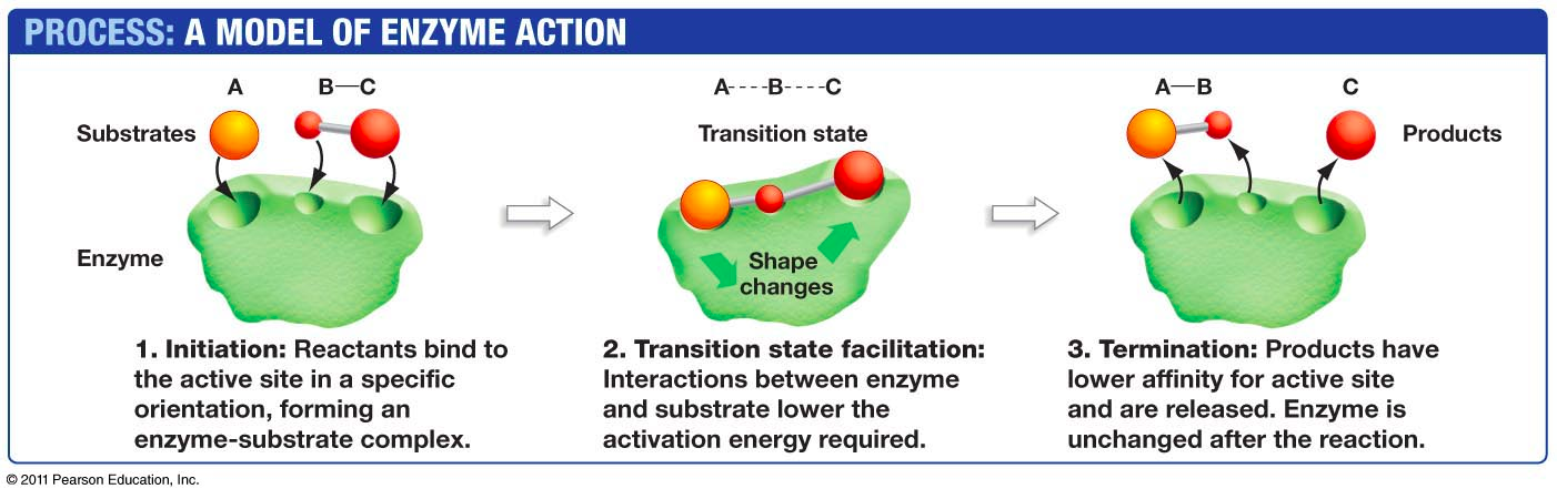 initiation: reactants bind to the active site in a specific orientation, forming an enzyme-substrate complex. 
Transition state facilitation: interactions between enzyme and substrate lower the activation energy required
termination: products have lower affinity for the active site and are released. enzyme is unchanged after the reaction