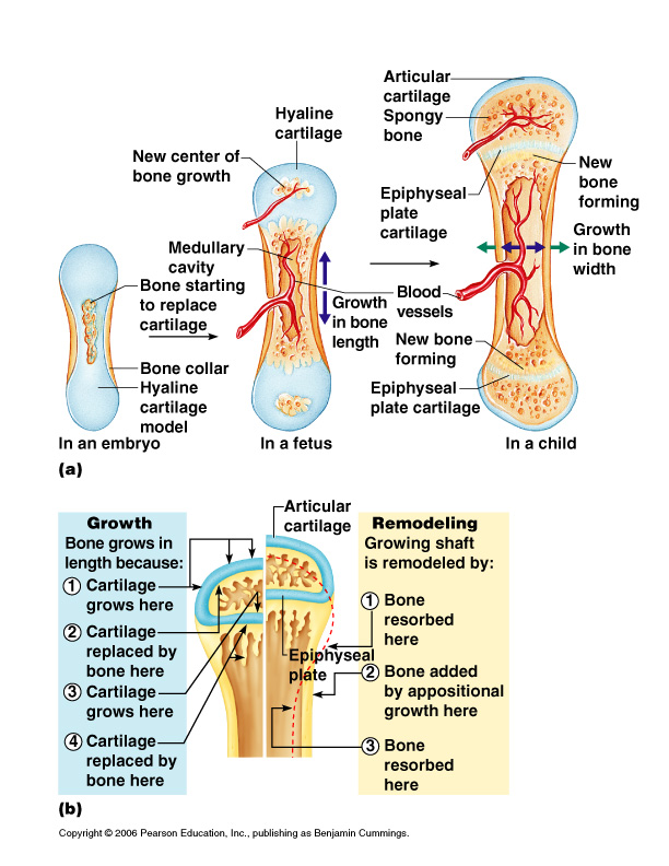 Bone growth and remodeling 