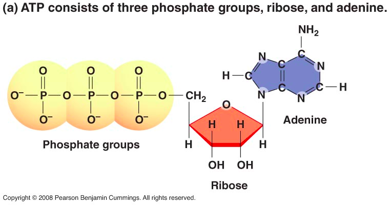 ATP consists of three phosphate groups, ribose, and adenine