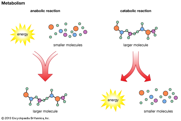 Anabolic reactions use energy and small molecules to build larger molecules, and catabolic reactions break down larger molecules into energy and smaller molecules
