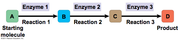 Metabolic reactions use enzymes to facilitate the creation of a product
