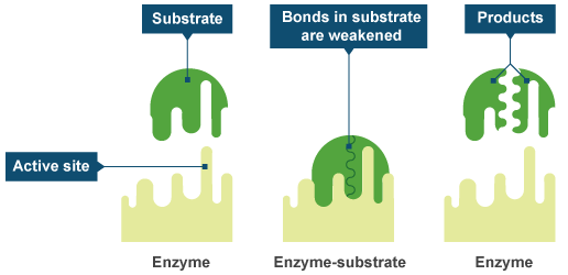 the substrate binds to the active site, creating an enzyme substrate complex. the bonds in the substrate are weakened to produce products