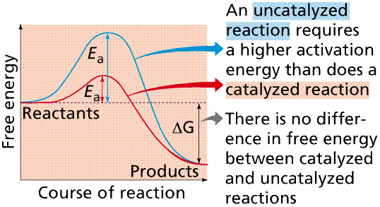 an uncatalyzed reaction requires a higher activation energy than does a catalyzed reaction, there is no difference in free energy between catalyzed and uncatalyzed reactions