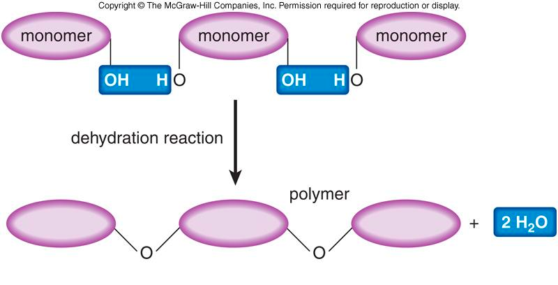 Dehydration reactions join monomers into a polymer by removing water; a type of chemical work