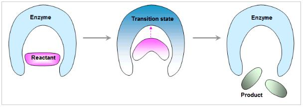 Enzymes aid the reactants through the reaction