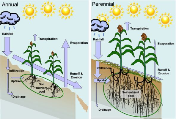 Effect perennial crops have on land