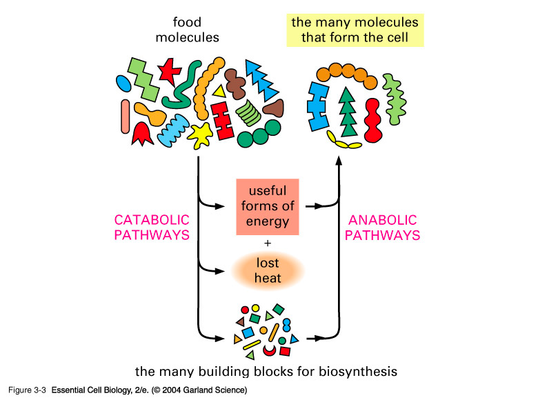 Catabolic pathways break down food molecules into useful forms of energy and heat, or smaller building blocks for biosynthesis. Anabolic pathways combine the building blocks or useful forms of energy into the many molecules that form the cell using an intake of energy
