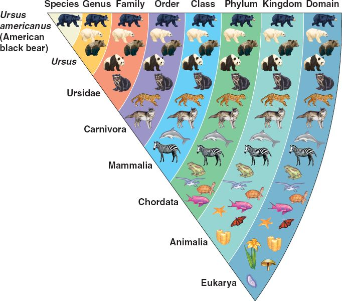 Kingdom, Phylum, Class, Order, Family, Genus, Species