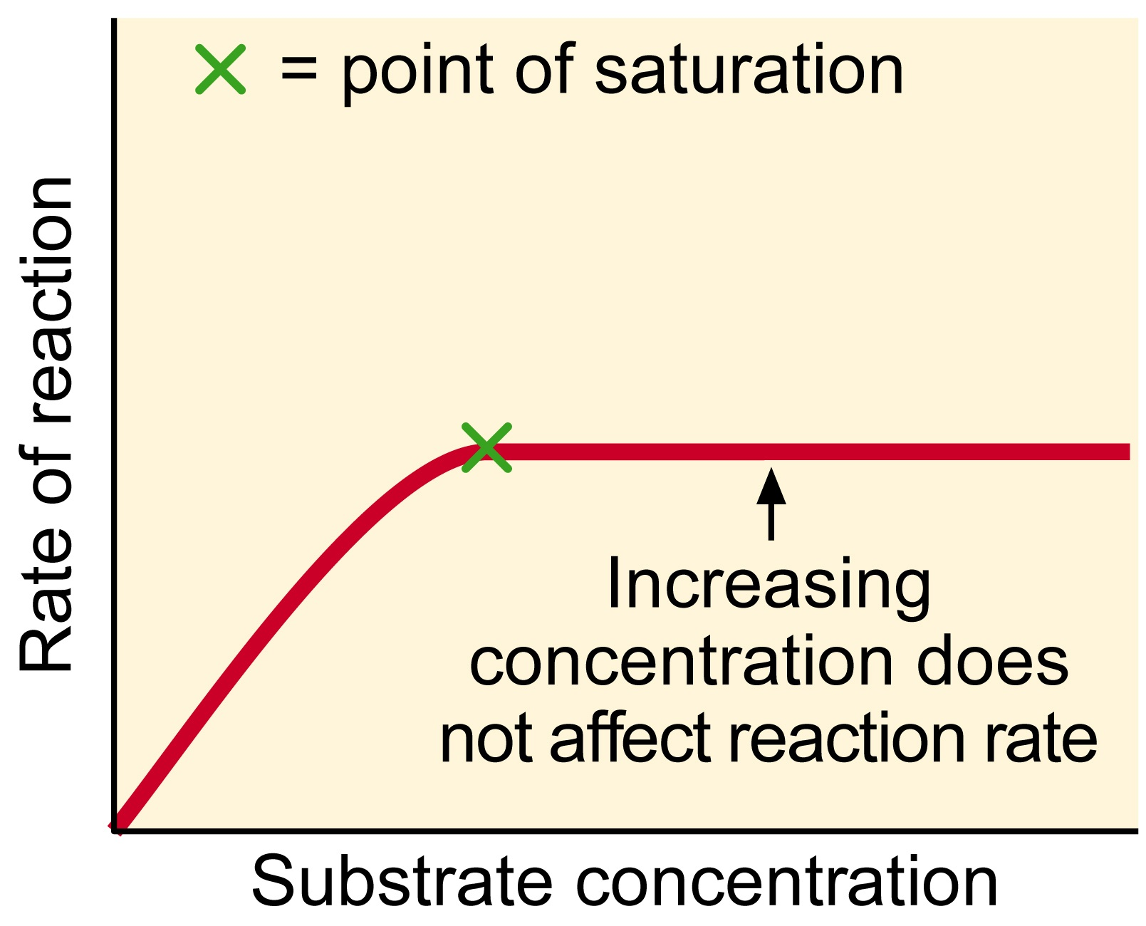 when all enzymes are at capacity, increasing concentration of substrate does not affect the reaction rate