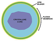 220px-Peroxisome.jpg