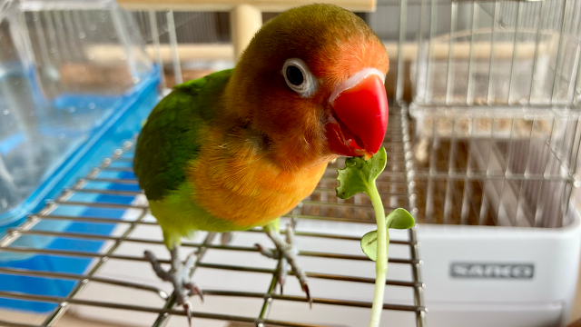 カイワレを食べるルリコシボタンインコ