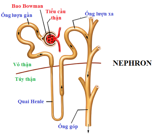 Trong hình ảnh có thể có: văn bản