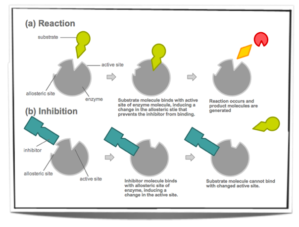 noncompetitive inhibition changes the active site so that the substrate cannot bind