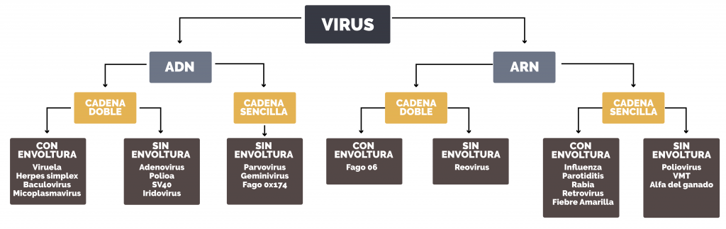 Unidad didáctica 4: Virus de importancia médica - Licenciatura en  Enfermería y Obstetricia