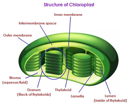 structure-of-chloroplast11.PNG