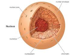 nucleus.jpg