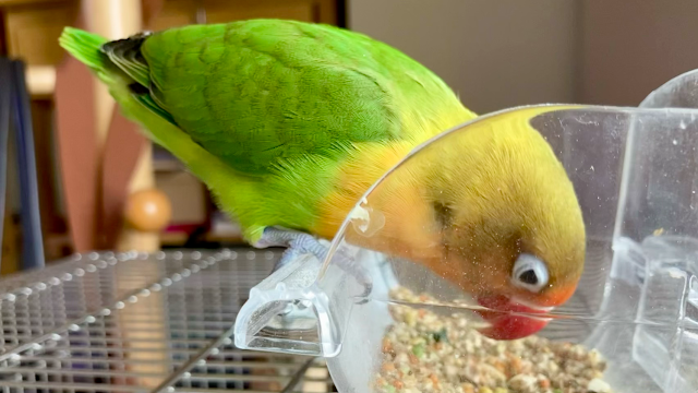 シードミックスを食べるルリコシボタンインコ