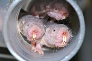 http://guardianlv.com/wp-content/uploads/2013/10/Naked-mole-rat-longevity-linked-to-translational-fidelity.jpg