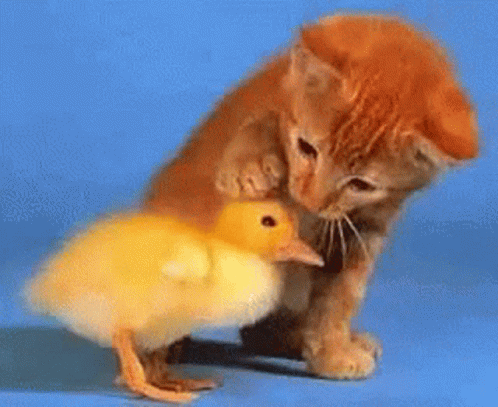 a kitten is petting a small yellow duck on a blue surface (Provided by Tenor)